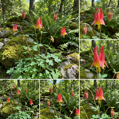 Wild Columbine – Colorful Wildflower Garden Seeds