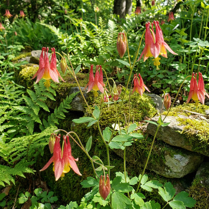Wild Columbine – Colorful Wildflower Garden Seeds