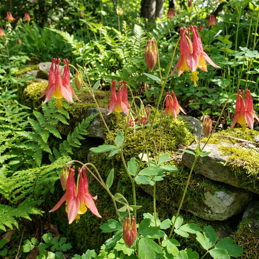 Wild Columbine – Colorful Wildflower Garden Seeds