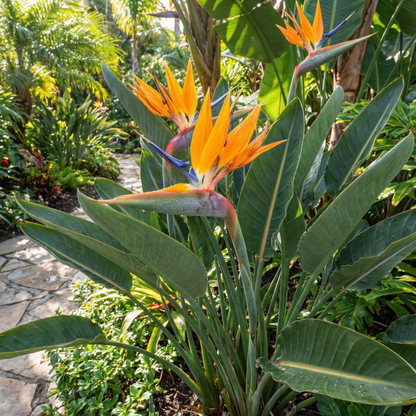Bird of Paradise Strelitzia Reginae – Tropical Garden Flower Seeds