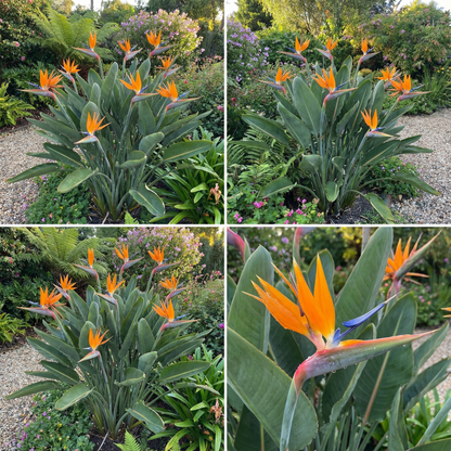 Bird of Paradise Strelitzia Reginae – Tropical Garden Flower Seeds