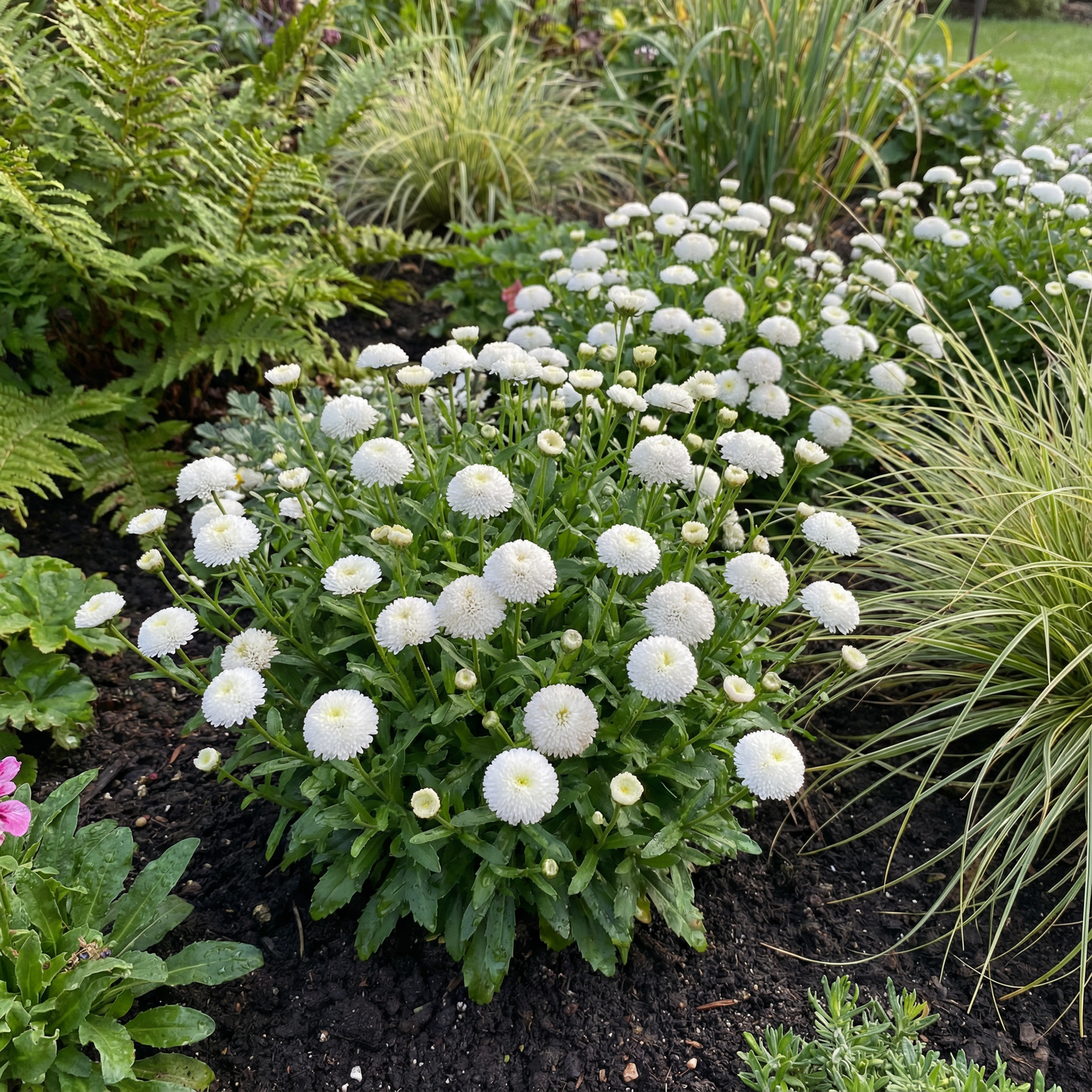 Aster Callistephus Chinensis – Pompon White Flower Seeds