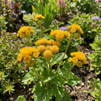 Ageratum Lonas Inodora – Yellow Garden Flower Seeds