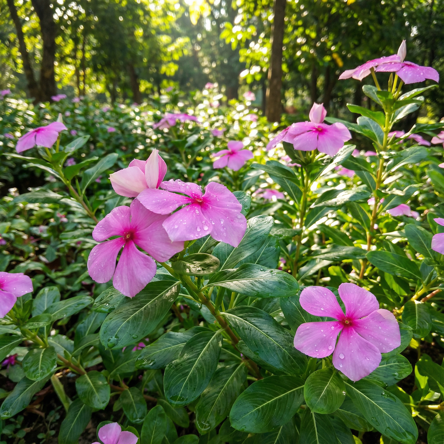 Periwinkle Catharanthus Roseus Dwarf Rose Little Linda Flower Seeds