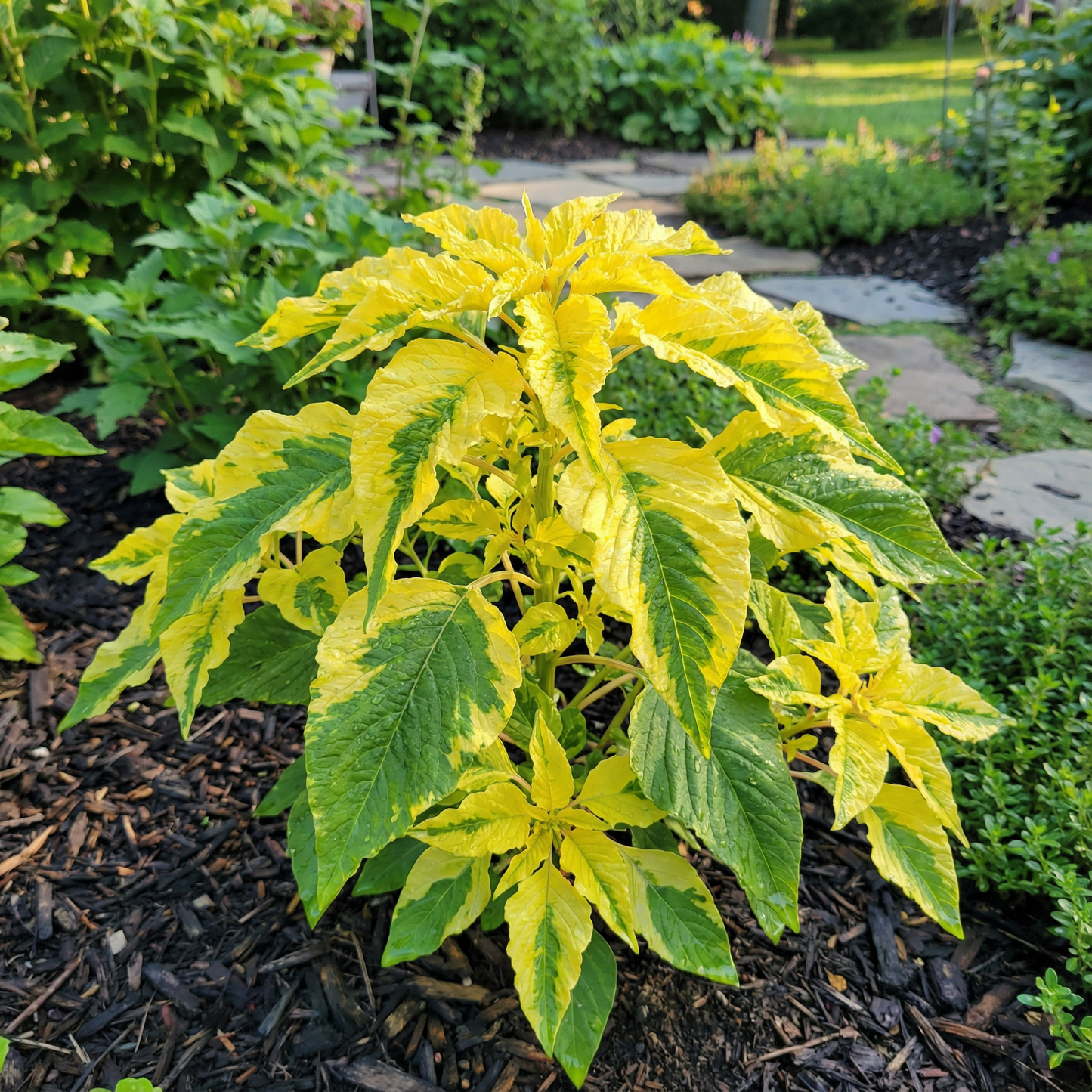 Amaranthus Amaranthus Tricolor – Yellow Garden Flower Seeds