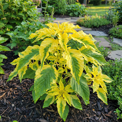 Amaranthus Amaranthus Tricolor – Yellow Garden Flower Seeds