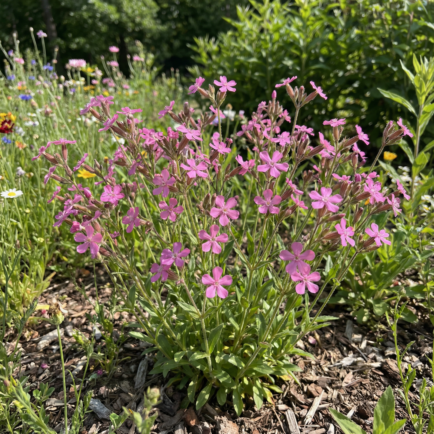 Catchfly Silene Armeria – Non So Pretty Garden Flower Seeds