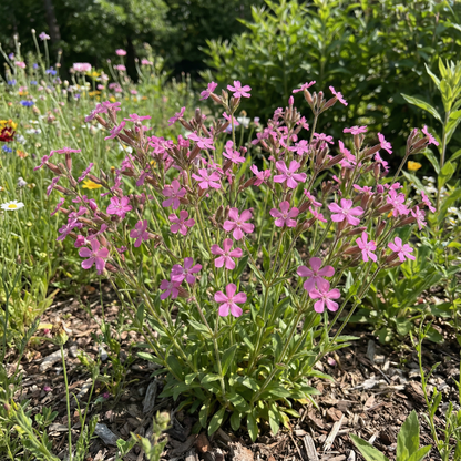 Catchfly Silene Armeria – Non So Pretty Garden Flower Seeds