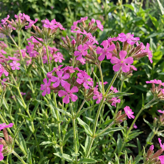 Catchfly Silene Armeria – Non So Pretty Garden Flower Seeds