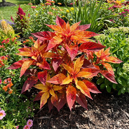 Amaranthus Amaranthus Tricolor – Illumination Garden Flower Seeds