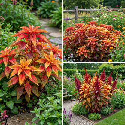 Amaranthus Amaranthus Tricolor – Illumination Garden Flower Seeds