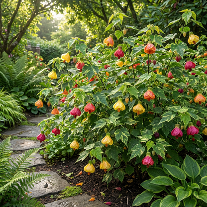 Abutilon Abutilon Hybridum – Bellevue Mixed Color Flower Seeds