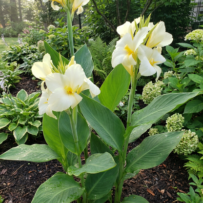 Canna Canna x Generalis – White Garden Flower Seeds