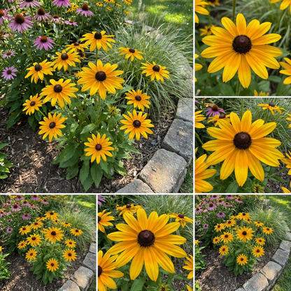 Black Eyed Susan Rudbeckia Hirta – Garden Flower Seeds