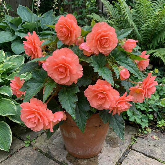 Begonia Begonia Tuberosa – Tuberous Double Salmon Pink Flower Seeds