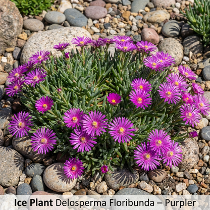 Ice Plant Delosperma Floribunda – Purple Stardust Garden Flower Seeds