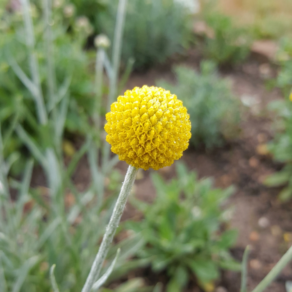 Craspedia Craspedia Globosa – Billy Buttons Garden Flower Seeds