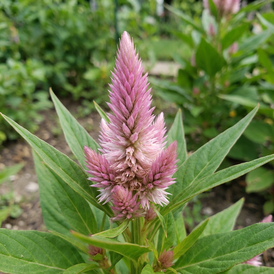 Celosia Celosia Spicata – Flamingo Garden Flower Seeds