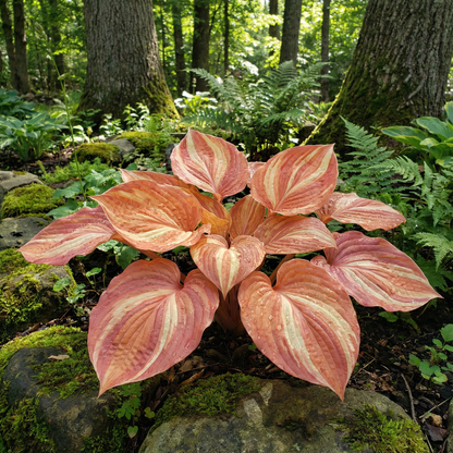 Hosta Seeds for Planting – Heirloom, Non-GMO, Perennial Shade Plant, Hosta spp. Foliage Variety
