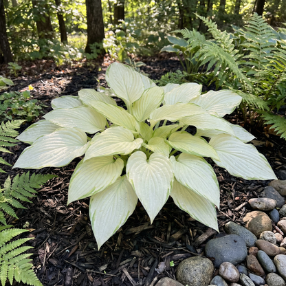 Hosta Seeds for Planting – Heirloom, Non-GMO, Perennial Shade Plant, Hosta spp. Foliage Variety