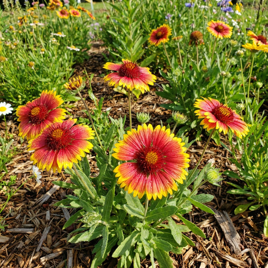 Indian Blanket Gaillardia Pulchella – Colorful Wildflower Garden Seeds