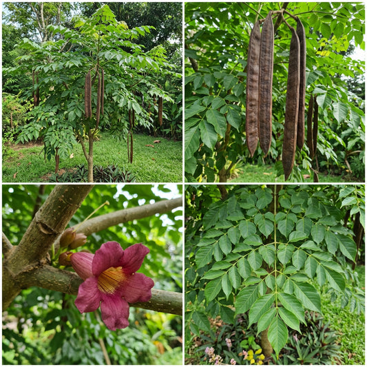 Oroxylum Indicum – Ornamental Midnight Horror Flowering Tree Seeds