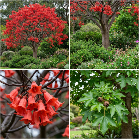 Illawarra Flame Tree Brachychiton Acerifolius – Flowering Tree Seeds