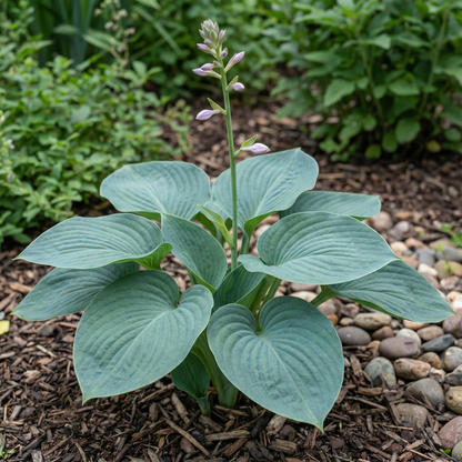 Hosta Seeds for Planting – Heirloom, Non-GMO, Perennial Shade Plant, Hosta spp. Foliage Variety