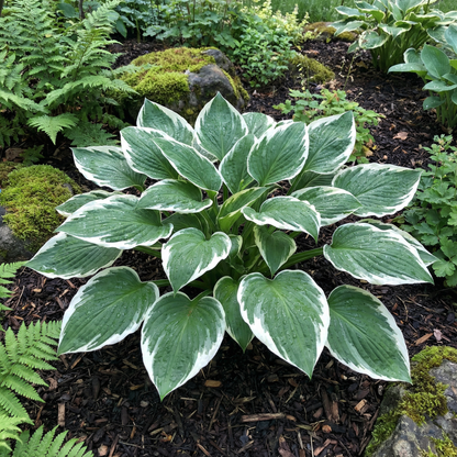 Hosta Seeds for Planting – Heirloom, Non-GMO, Perennial Shade Plant, Hosta spp. Foliage Variety