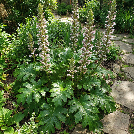 Bear's Breeches Acanthus Mollis – Hardy Perennial Flower Seeds