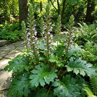 Bear's Breeches Acanthus Mollis – Hardy Perennial Flower Seeds