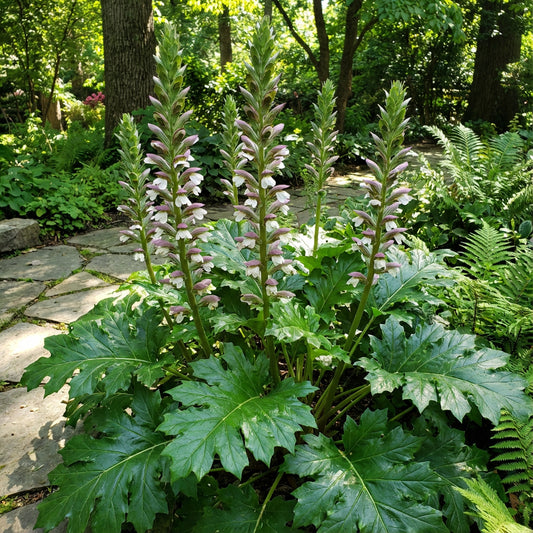 Bear's Breeches Acanthus Mollis – Hardy Perennial Flower Seeds