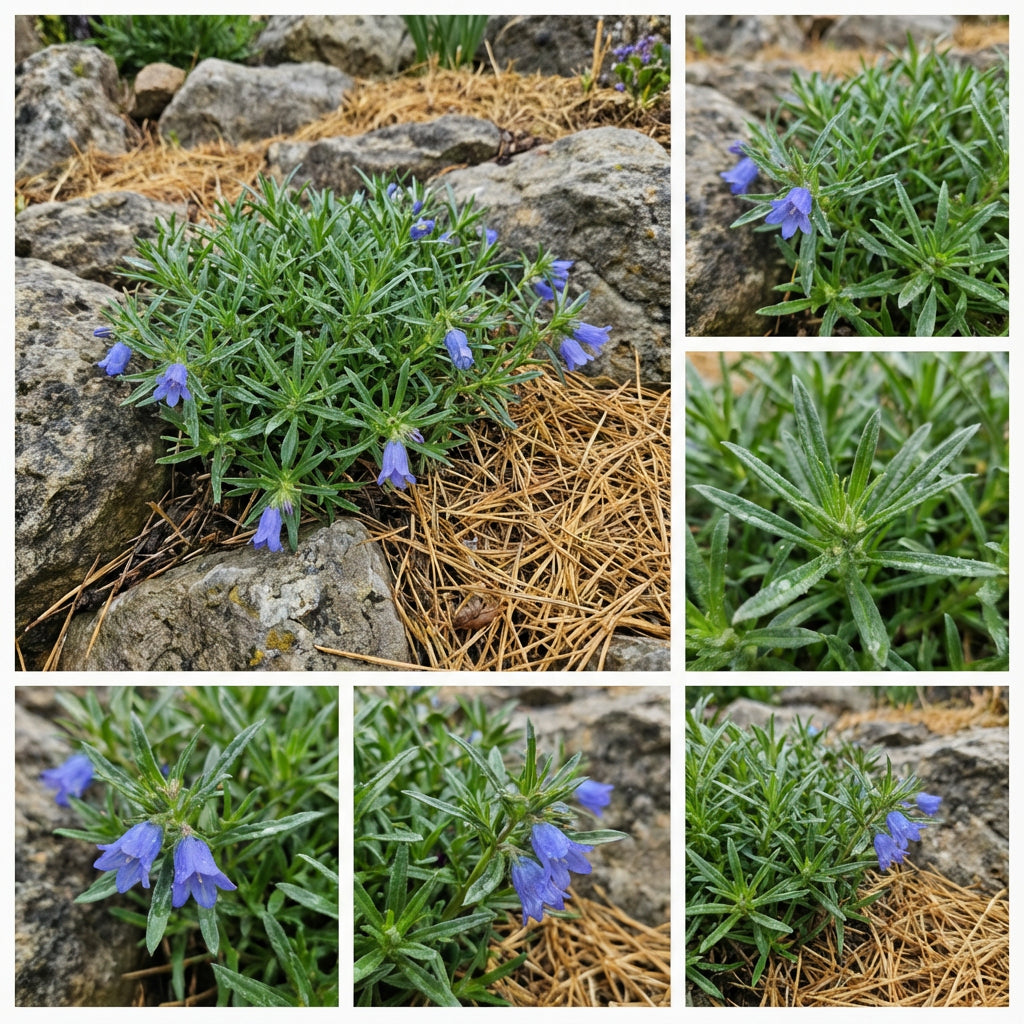 Grassy Bells Blue Edraianthus Tenuifolius – Hardy Garden Flower Seeds