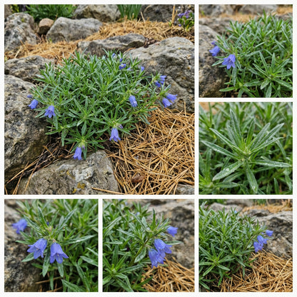 Grassy Bells Blue Edraianthus Tenuifolius – Hardy Garden Flower Seeds
