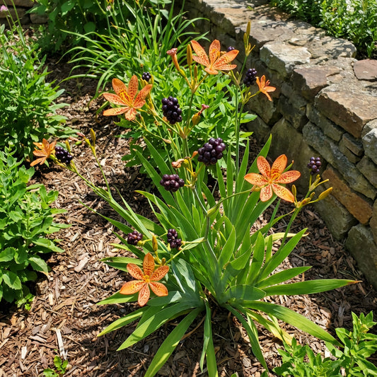 Blackberry Lily Belamcanda chinensis – Ornamental Garden Seeds