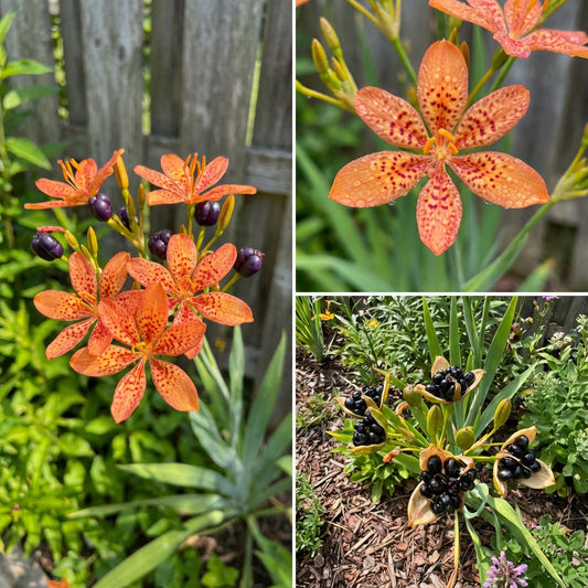 Blackberry Lily Belamcanda chinensis – Ornamental Garden Seeds