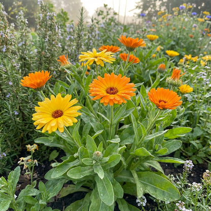 Calendula officinalis Pot Marigold – Annual Garden Flower Seeds