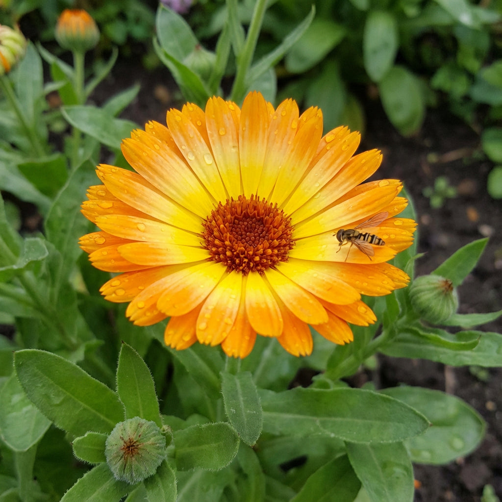 Calendula officinalis Pot Marigold – Annual Garden Flower Seeds