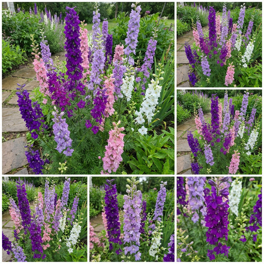 Imperial Mixed Rocket Larkspur – Colorful Wildflower Seeds