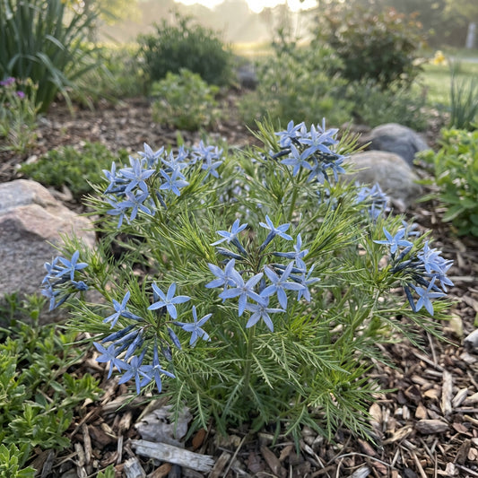 Blue Star – Hardy Wildflower Garden Seeds