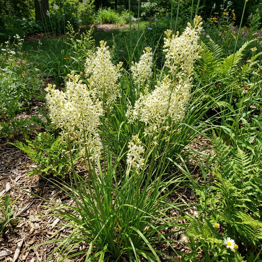 Bunch Flower – Hardy Wildflower Garden Seeds
