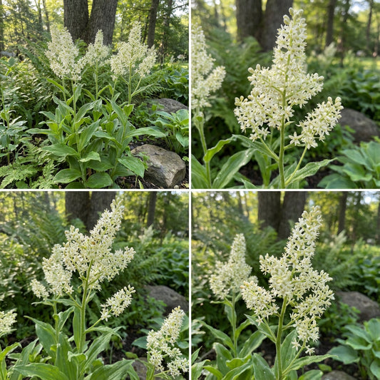 Bunch Flower – Hardy Wildflower Garden Seeds