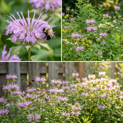Wild Bergamot Monarda – Pollinator Friendly Wildflower Seeds