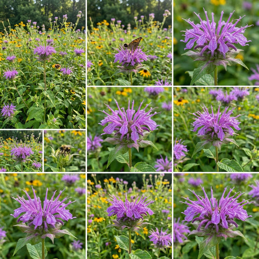 Wild Bergamot Monarda – Pollinator Friendly Wildflower Seeds