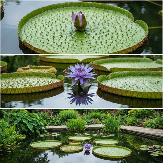 Prickly Water Lily Euryale Ferox – Edible Aquatic Plant Seeds
