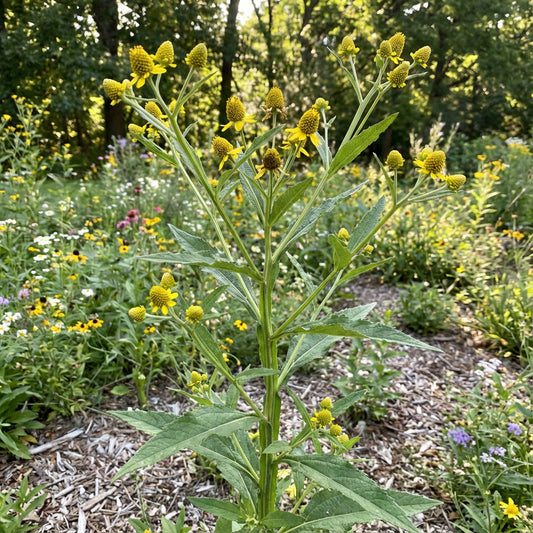 Wingstem – Native Wildflower Garden Seeds