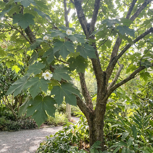 Bayur Tree Pterospermum Acerifolium – Fragrant Flowering Tree Seeds