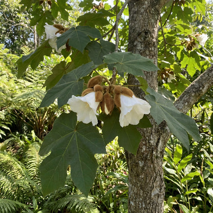 Bayur Tree Pterospermum Acerifolium – Fragrant Flowering Tree Seeds
