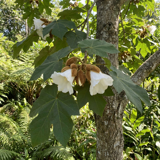 Bayur Tree Pterospermum Acerifolium – Fragrant Flowering Tree Seeds