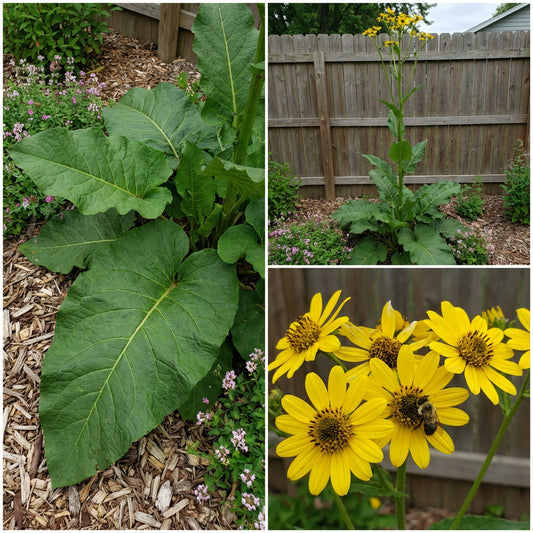 Prairie Dock – Wildflower Garden Seeds